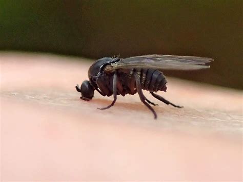 Preta Pequena Insectos Voadores Em Casa Como Livrar Se Deles Em Casa