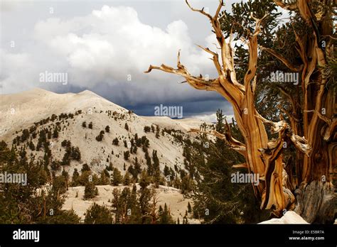 Ancient Bristlecone Pine Tree At The Patriarch Grove In The White