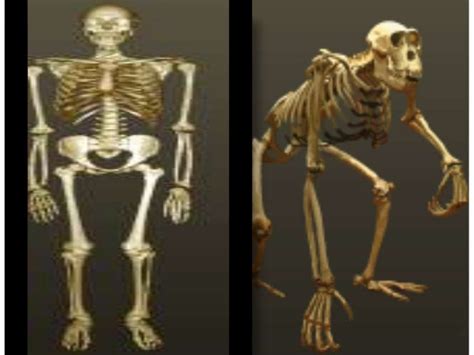Comparison Of Human And Chimpanzee Skeletons