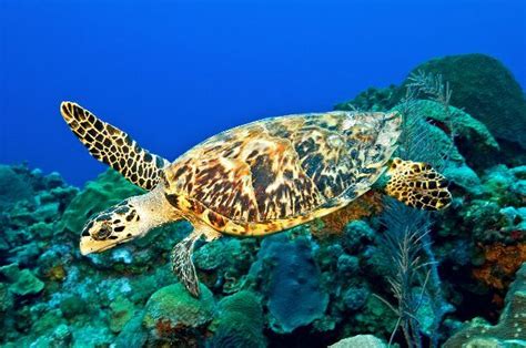 Hawksbill Sea Turtle In Ocean Waters Sea Turtle Pictures Animal