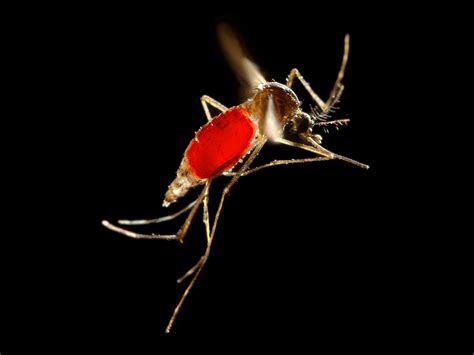 Blood In A Mosquitos Belly Could Reveal How Diseases Spread Wired