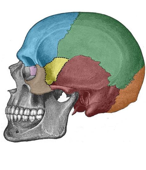 Bones Of The Skull Structure Fractures Teachmeanatomy