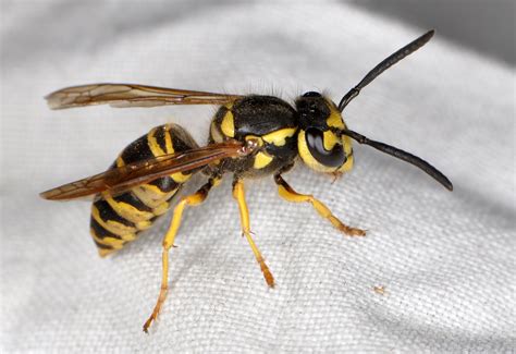 Ncsu Pdic Are Asian Or Japanese Giant Hornets In North Carolina
