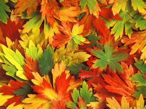 44 Free Desktop Wallpaper Autumn Leaves
