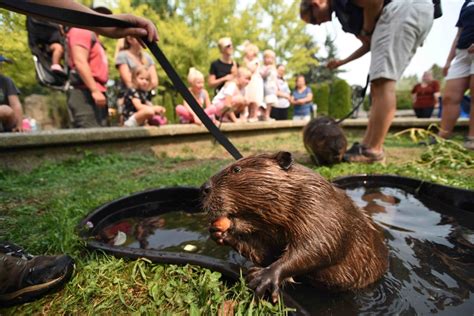Beavers Get Social Point Defiance Zoo And Aquarium