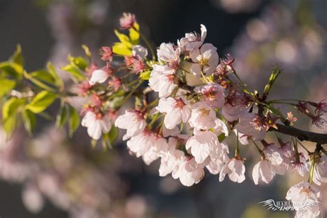 10 Free Cherry Blossom Zoom Backgrounds And Screensavers Background