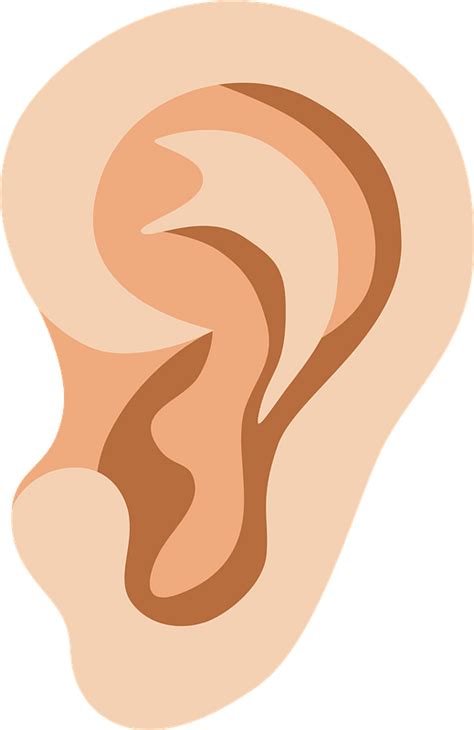 Clipart Ear Anatomy Clipart Ear Anatomy Transparent Free For Download