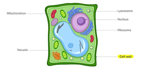 Cell Wall Components Function Of Cell Wall Plant Cell Wall