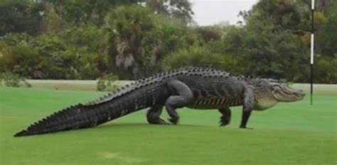 Watch 10 Foot Long Alligator Spotted On Golf Course
