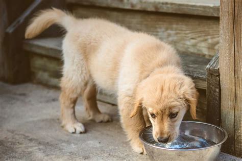 However, out of curiosity, you might wonder, can dogs drink something other than water? it's a good question and for all responsible pet parents out there, the answer could help them understand what's good and bad for their furry friend. How to Potty Train a Puppy | Reader's Digest