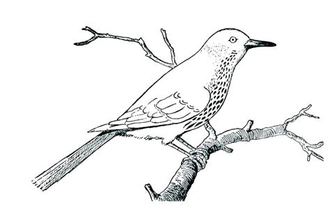 Robin Outline Drawing at PaintingValley.com | Explore collection of Robin Outline Drawing