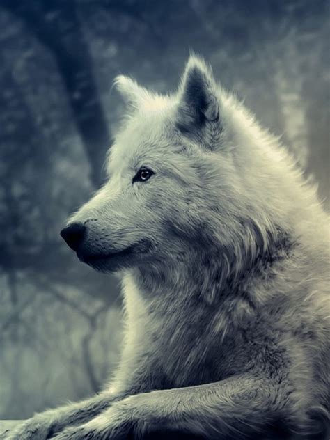 Wolf Nice Predator White Wild Winter Wolves Hd Phone Wallpaper