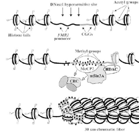Schematic Representation Of The Chromatin Structure At The Fmr1