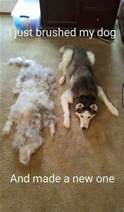 I Just Brushed My Dog And Made A New One Funny Animal
