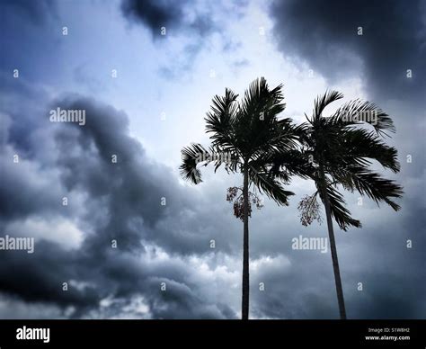 Two Palm Trees Under A Stormy Sky Stock Photo Alamy