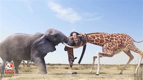Inilah Momen Pertarungan Brutal Hewan Gajah Vs Jerapah Di Alam Liar