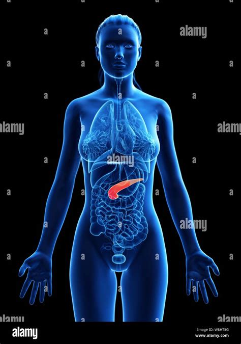 Pancreas Computer Illustration Stock Photo Alamy