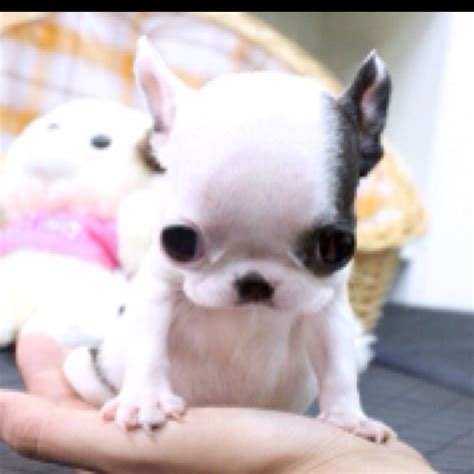 To be more specific, the miniature french bulldogs are almost half the size of your regular french bulldog. Pinterest • The world's catalog of ideas