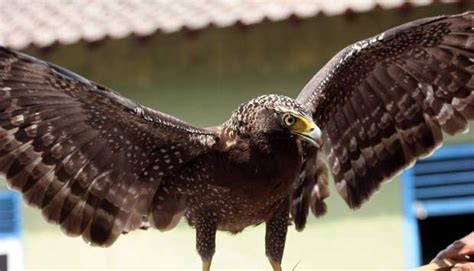 Serunya perseteruan trenggiling vs landak si otan. Gambar Elang Dan Ular