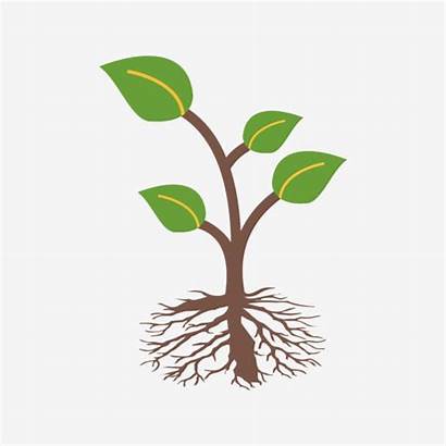 Root Icon Plant Roots Clipart Transparent Ai