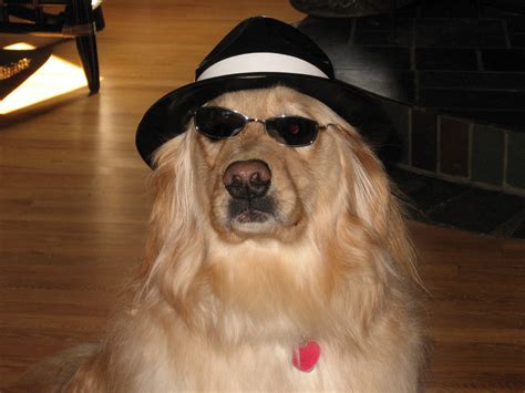 10 Dogs In Sunglasses ~ Now Thats Nifty