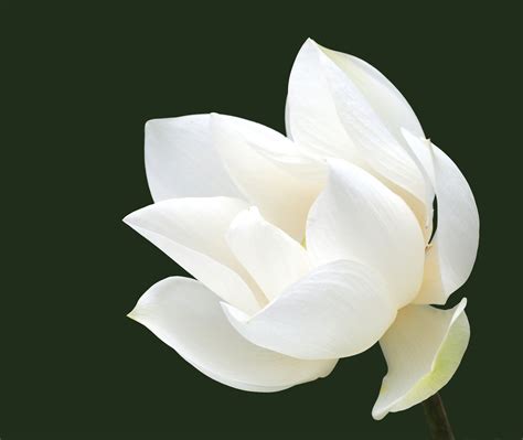 Free for commercial use no attribution required high quality images. Free white lotus Stock Photo - FreeImages.com