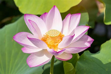 Health Benefits Of The Lotus Ihearts143quotes