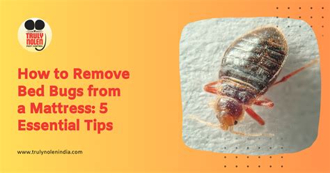 How To Remove Bed Bugs From A Mattress 5 Essential Tips Truly Blog