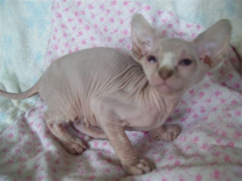 Lilac Lynx Point Bi Color Sphynx Kitten Babies From One Of Flickr
