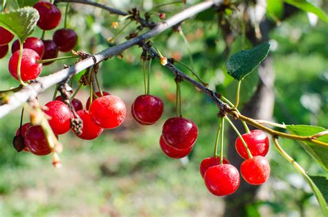 How Tart Cherries Are Grown In Michigan And Why You Should Look For