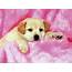 Adorable Puppy Wallpapers  Wallpaper Cave