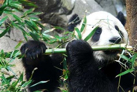 When available, giant pandas will eat fish, flowers and small animals. What Does A Panda Eat