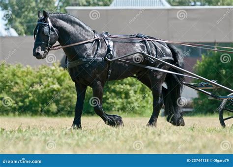 Black Friesian Horse Carriage Driving Royalty Free Stock Photos Image