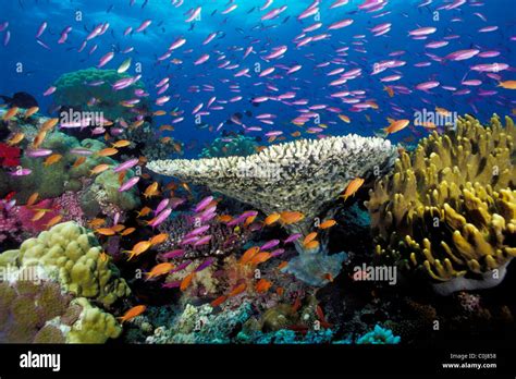 Tropical Coral Reef Fiji Pacific Ocean Stock Photo Alamy