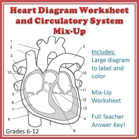 Human Heart Worksheet 3rd Grade