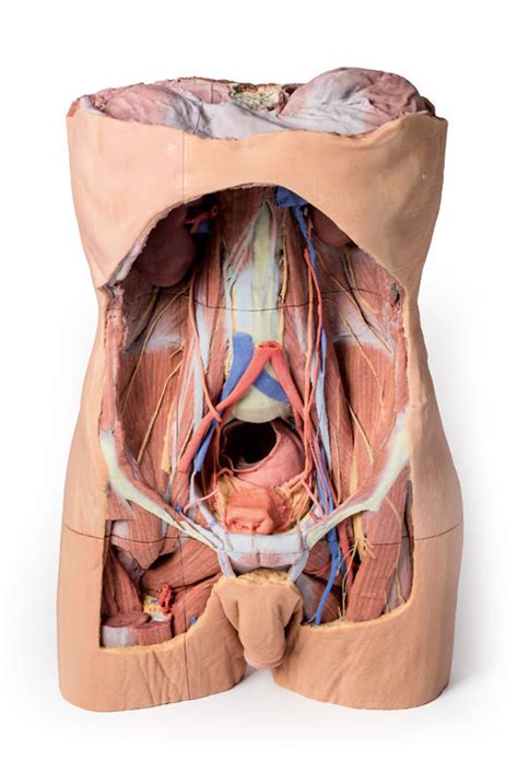 abdominal anatomy picture abdominal anatomy trialexhibits inc here below it is the opening