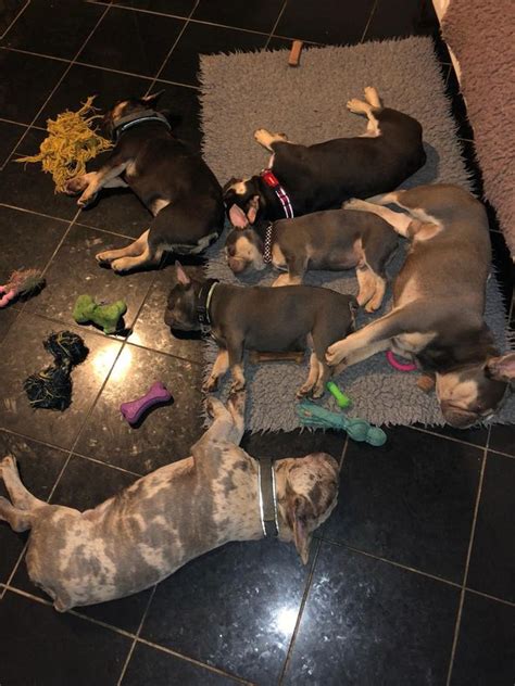 Urso shared the home with her boyfriend, who cooper said had been attacked by the. French bulldog puppies were stolen from Rochdale home in ...