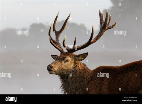 Portrait Of A Red Deer Stag Stock Photo Alamy