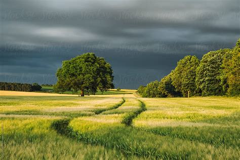 Storm Clouds Over A Field Of Barley At Sunset Norfolk Uk By