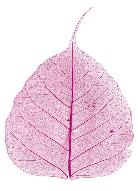 10000 Pink Leaf Free Stock Photos Stockfreeimages