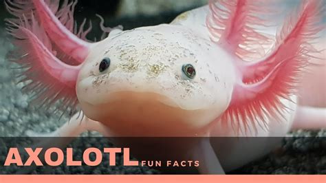 Axolotl Facts For Kids Interesting Fun Fact About Axolotl Diet