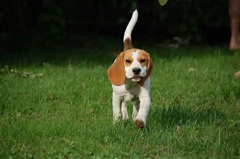 Beagle Colors What Are Common And What Are Rare Jubilant Pups