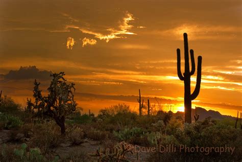 What's a beautiful sunset without a beautiful place to watch it? phoenix AZ cactus - Google Search This Makes My Heart...feel Like The ThunderBird..... | ARIZONA ...