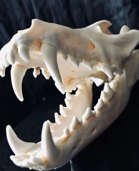 North American Gray Wolf Skull Canis Lupus 14×12×21 Cm Catawiki