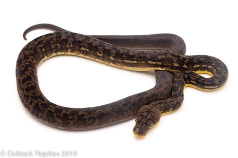 Timor Python Female Outback Reptiles