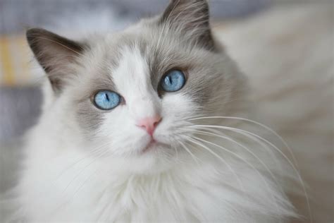 Ragdoll Cat 101 A Look At This Fascinating Feline