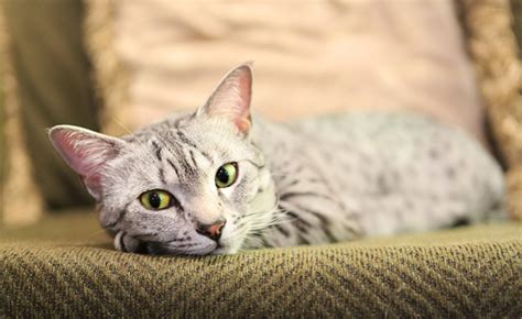 Egyptian Mau Cat Breed Info Pictures Facts And Characteristics Catster