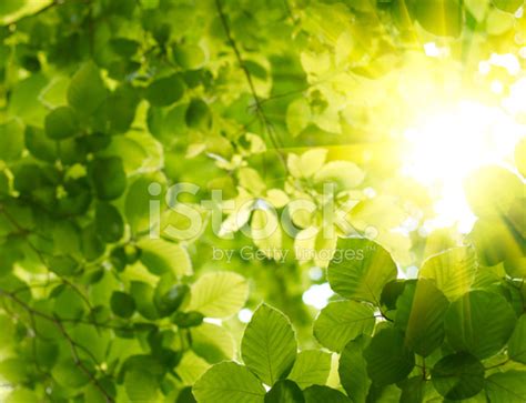 Green Leaves With Sun Ray Stock Photo Royalty Free Freeimages