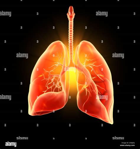 Illustration Showing Highlighted Human Lungs Pneumonia 3d