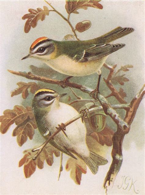 Two Birds Sitting On Top Of A Tree Branch With Acorns And Leaves Around
